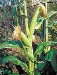 Кукуруза - лекарственное растение