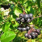 Черноплодная рябина - умная ягодка