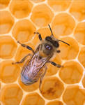 Продукты пчеловодства и здоровье человека