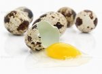 Перепелиные яйца - ценный лечебный продукт