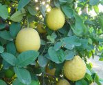 Лимон – фруктовая кладезь витамина С