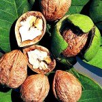 Орехи – подарок матушки Природы (часть 2)