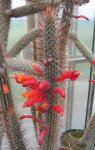 Клейстокактус. Комнатное растение