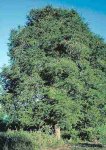 Оригинальная пряность - дерево Тамаринд