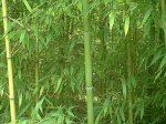 Бамбук – травянистый чемпион по скорости роста 