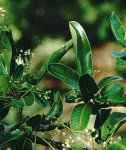 Квебрахо - лекарственное растение