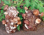 Вкусный и полезный гриб шиитаке 