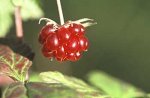 Княженика – любимая княжеская ягода 