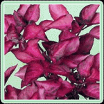 Ахирантес – ковровое растение  