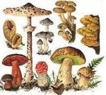 Лечение грибами