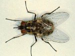 Капустная муха – вредитель овощных культур