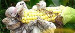 Пузырчатая головня кукурузы. Применение и лечение