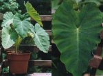 Колоказия съедобная – декоративно-лиственное растение