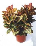 Кодеум пёстрый – декоративно-лиственное растение