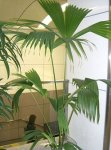 Карлюдовика пальмовидная – декоративно-лиственное растение