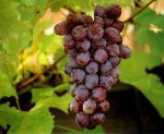 Выбор и правильное хранение винограда