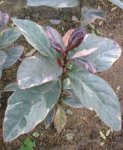 Псевдоэрантемум тёмно-пурпурный – декоративное растение