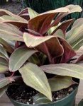Сидерасис буроватый – декоративное растение