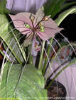 Такка - редкое вечнозеленое растение