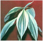 Кампелия - экзотическое растение
