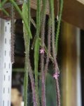 Леписмиум круциформе - кактусовое растение