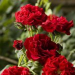 Как помочь розам перезимовать (советы)