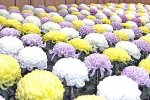 Японцы — поедатели цветов