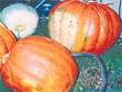 Кавбудек — гибрид арбуза и тыквы