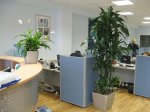 Растения в офисе. Преимущества